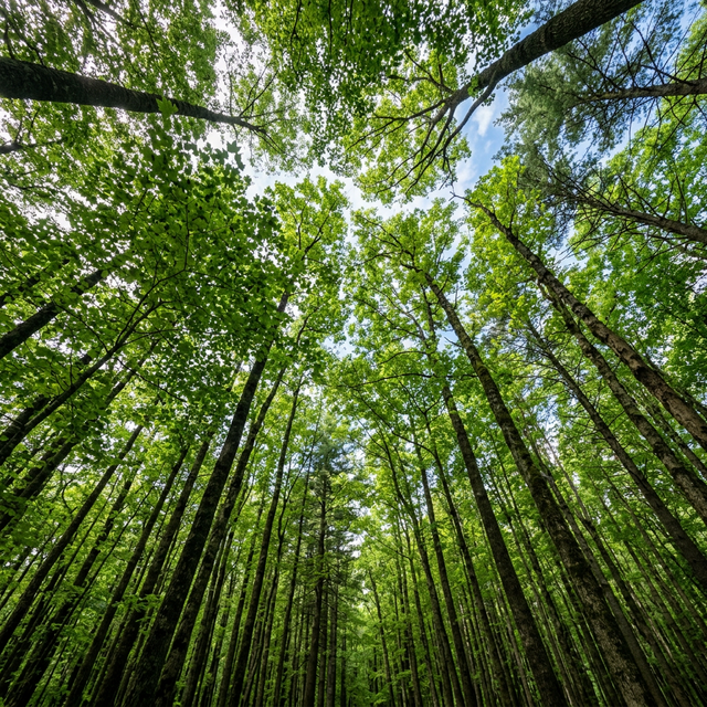 Realistic Forest Greenery